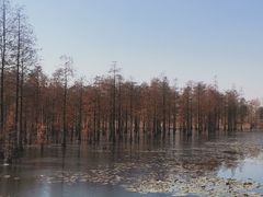 -池杉湖湿地公园