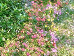 -人民公园(罗湖区)