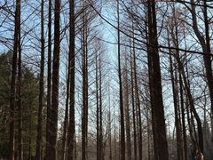 -白水寺森林公园