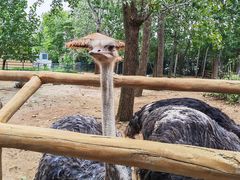 -大连森林动物园