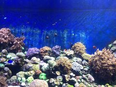 -珠海长隆海洋王国