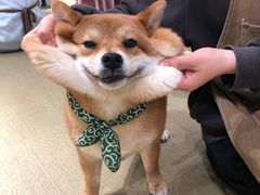 -逗柴咖啡屋·狗咖猫咖宠物桌游