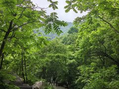-大岭沟猕猴桃谷风景区