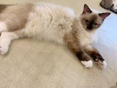 -藏猫猫咖啡主题馆(中央大道店)