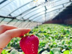 -甜心庄园·甜心草莓采摘园(西青中北店)
