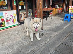 -鲁镇