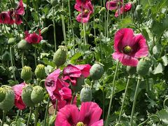 -国家植物园南园