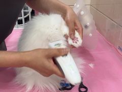 -北京观赏动物医院·24小时大型综合·猫专科·异宠专科
