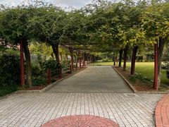 -嘉定紫藤园