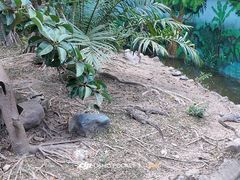 -野象谷景区