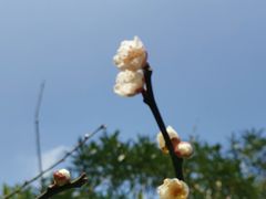 -上海滨江森林公园