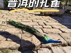 -西双版纳原始森林公园
