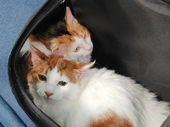 -北京观赏动物医院·24小时大型综合·猫专科·异宠专科