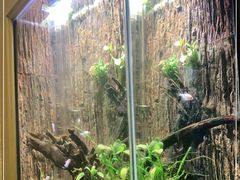 -圣爵菲斯大酒店(长沙世界之窗店)