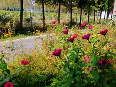 -前小桔亲子创意农场·草莓采摘·露营烧烤