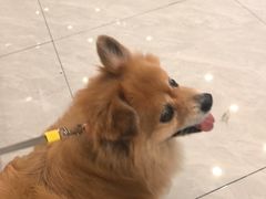 -瑞鹏宠物医院·微创内窥镜·骨外科·牙科(翠竹分院)