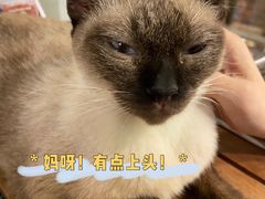 -more than meow吴止猫主题餐厅(承德 中船汇店)