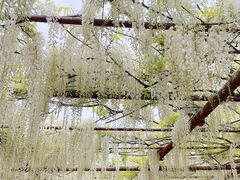 -嘉定紫藤园
