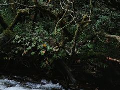 -龙苍沟森林公园