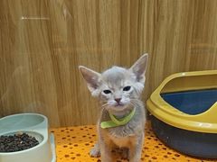-欣宠猫屋·矮脚拿破仑·蓝金金渐层