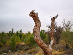 -亿利库布其七星湖沙漠生态旅游区