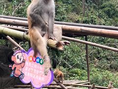 -西双版纳原始森林公园
