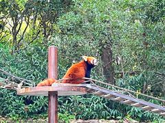 -上海野生动物园
