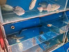 -鸿兴楼酒家嘉山路店