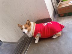 -潮汕大目牛肉火锅(皇岗旗舰店)