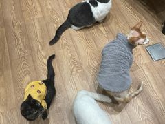 -猫色咖啡·猫咖
