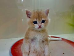 -青奢宠物·青奢猫舍