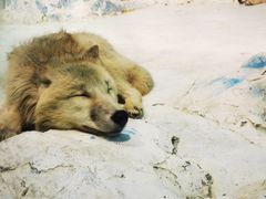-哈尔滨极地公园