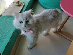 -猫在这儿猫咪咖啡馆·撸猫馆