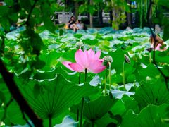 -莲池书院博物馆