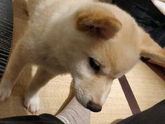 -逗柴咖啡屋·狗咖猫咖宠物桌游