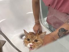 -爱洗澡的猫(望京店)
