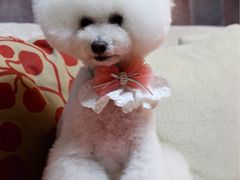 -鑫艺宠物美容培训学校