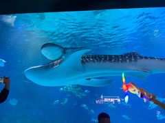 -烟台海昌鲸鲨海洋公园