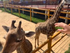 -西霞口神雕山野生动物世界