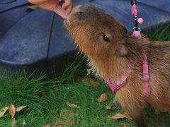 -J Create城市露营咖啡·简餐·宠物(上海动物园店)