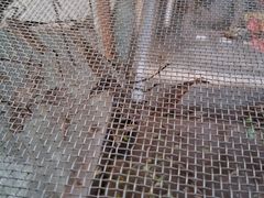 -园圃街雀鸟花园