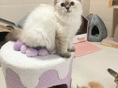 -珠海悠米米努特矮脚猫舍