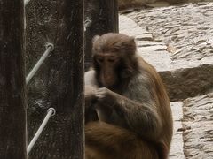 -苏州上方山国家森林公园