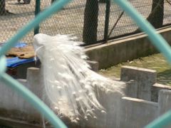 白孔雀-南京金牛湖风景区