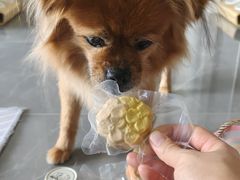 -FAELING PETS美天灵宠物(富力广场店)