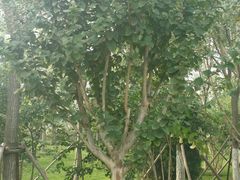 -武清南湖绿博园