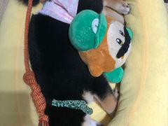 -逗柴咖啡屋·狗咖猫咖宠物桌游