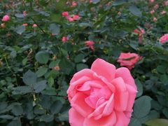 -海心沙亚运公园