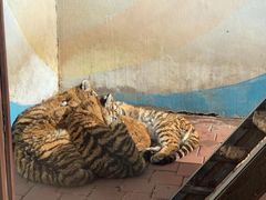 -大连森林动物园