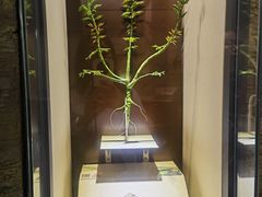 -辽宁古生物博物馆